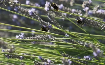 Stock Video Large Bees On A Lavender Plant Animated Wallpaper