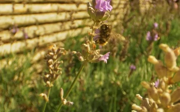 Stock Video Large Bee Flying Around Flowers Animated Wallpaper