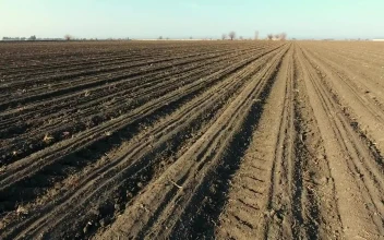 Stock Video Large Agricultural Land Animated Wallpaper