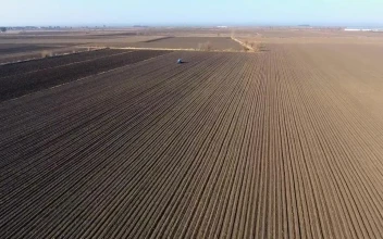 Stock Video Large Agricultural Fields Landscape Animated Wallpaper