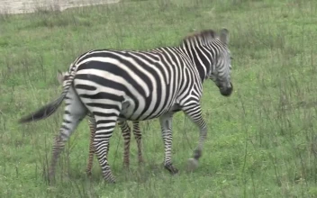 Stock Video Mother And Baby Zebra On A Green Valle Animated Wallpaper