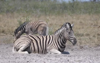 Stock Video Mother And Baby Zebra On A Dry Savann Animated Wallpaper