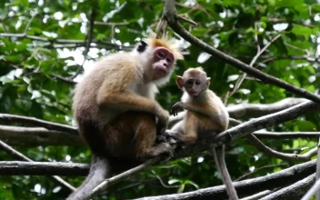 Stock Video Mother And Baby Monkey In The Fores Animated Wallpaper