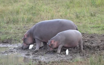 Stock Video Mother And Baby Hippo Eating Near A Water Pon Animated Wallpaper