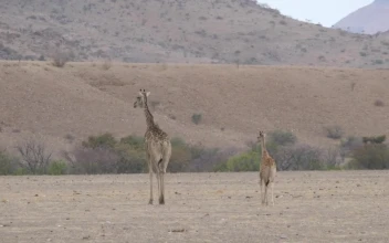 Stock Video Mother And Baby Giraffe Walking On The Savann Animated Wallpaper