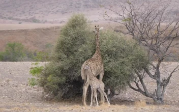 Stock Video Mother And Baby Giraffe Around A Bush On A Dr Animated Wallpaper