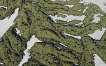 Stock Video Moss Growing On Rock Animated Wallpaper