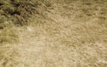 Stock Video Moss Covered Rocks By A Rive Animated Wallpaper