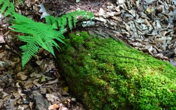 Stock Video Moss Growing On A Fallen Tre Animated Wallpaper