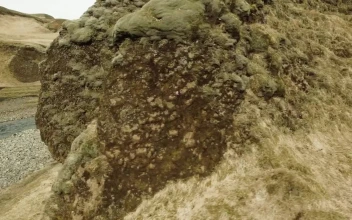Stock Video Moss Covered Canyo Animated Wallpaper