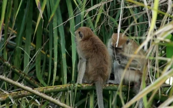Stock Video Monkeys Grooming In The Wil Animated Wallpaper