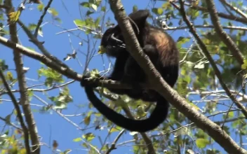 Stock Video Monkey Mother And Bab Animated Wallpaper