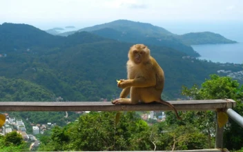 Stock Video Monkey Eating In The Top Of The Hil Animated Wallpaper