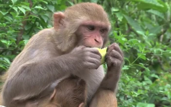 Stock Video Monkey Eating Fruit In The Wil Animated Wallpaper