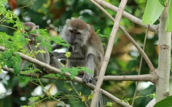 Stock Video Monkey Climbing Down A Tre Animated Wallpaper