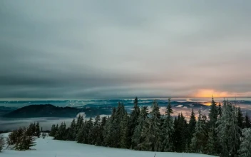 Stock Video Mist Storm In The Winter Fores Animated Wallpaper