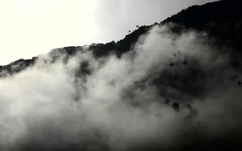 Stock Video Mist Over The Flora Of A Mountai Animated Wallpaper