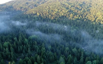 Stock Video Mist Hanging Over A Fores Animated Wallpaper