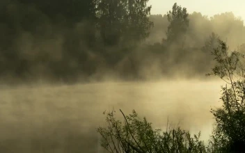 Stock Video Mist Early Morning In The Fores Animated Wallpaper