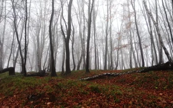 Stock Video Mist Creeping Through An Empty Fores Animated Wallpaper
