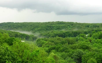 Stock Video Mist And Rain Over A Fores Animated Wallpaper
