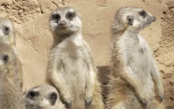 Stock Video Meerkats Standing U Animated Wallpaper