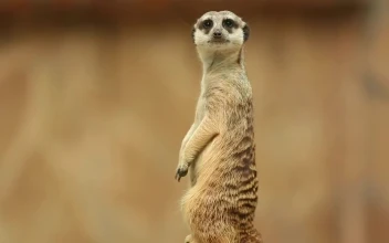 Stock Video Meerkat Watching To The Distanc Animated Wallpaper
