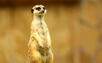 Stock Video Meerkat On Looking Aroun Animated Wallpaper