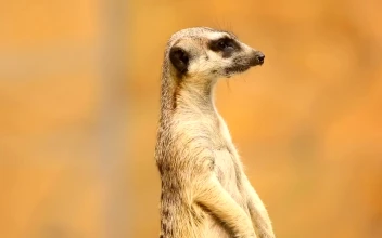 Stock Video Meerkat On Aler Animated Wallpaper