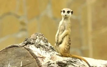 Stock Video Meerkat On A Wood Lo Animated Wallpaper
