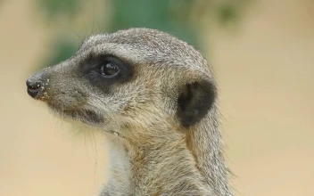 Stock Video Meerkat Head Closeu Animated Wallpaper