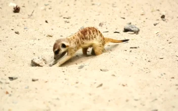 Stock Video Meerkat Digging In The San Animated Wallpaper