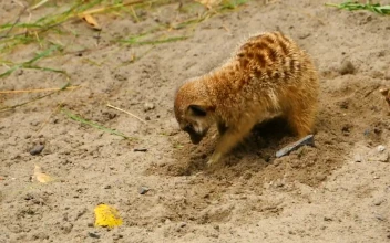 Stock Video Meerkat Digging A Hole In The San Animated Wallpaper
