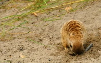 Stock Video Meerkat Diggin A Hole In The San Animated Wallpaper