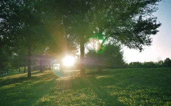 Stock Video Meadow Surrounded By Trees On A Sunny Afternoo Animated Wallpaper