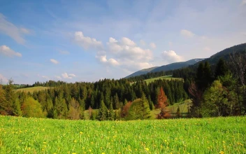 Stock Video Meadow Near A Forest During The Spring Ground Vie Animated Wallpaper