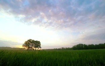 Stock Video Meadow Landscap Animated Wallpaper