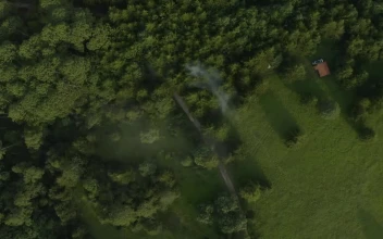 Stock Video Meadow In The Middle Of A Forest Seen From Abov Animated Wallpaper