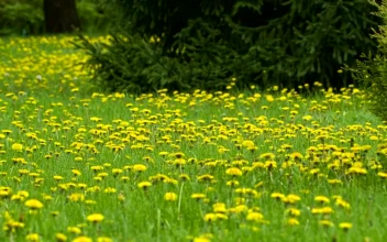 Stock Video Meadow Full Of Small Yellow Dandelion Animated Wallpaper