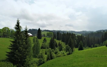 Stock Video Meadow Grass Hills And Pine Forest Animated Wallpaper