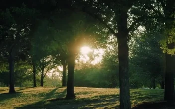 Stock Video Meadow Covered With Grass And Trees In The Blazing Su Animated Wallpaper