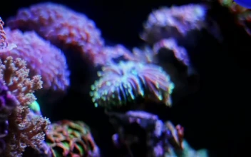 Stock Video Marine Life In A Fish Tan Animated Wallpaper