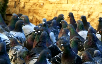 Stock Video Many Pigeons Together On The Street Slow Motio Animated Wallpaper