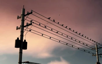 Stock Video Many D Birds Perched On Power Line Animated Wallpaper