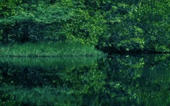 Stock Video Mangrove Swamp With Green Natur Animated Wallpaper