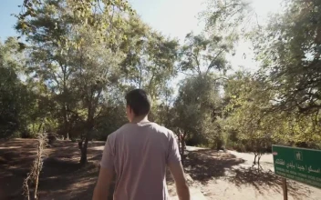 Stock Video Man Walking In A Park In Africa Tracking Sho Animated Wallpaper
