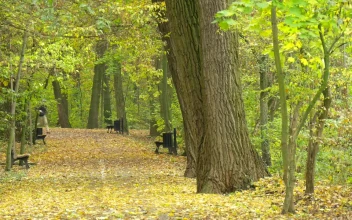 Stock Video Man Walking And Running Through A Park Pat Animated Wallpaper