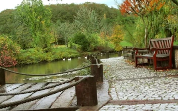 Stock Video Man Walking Along The Shore Of A Lake With Duck Animated Wallpaper