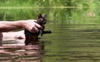 Stock Video Man Teaching Little Cat To Swim In A Rive Animated Wallpaper