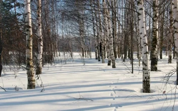 Stock Video Man Skiing On Snow Between Dry Tree Animated Wallpaper